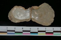 藏品(花紋障泥蛤)的圖片